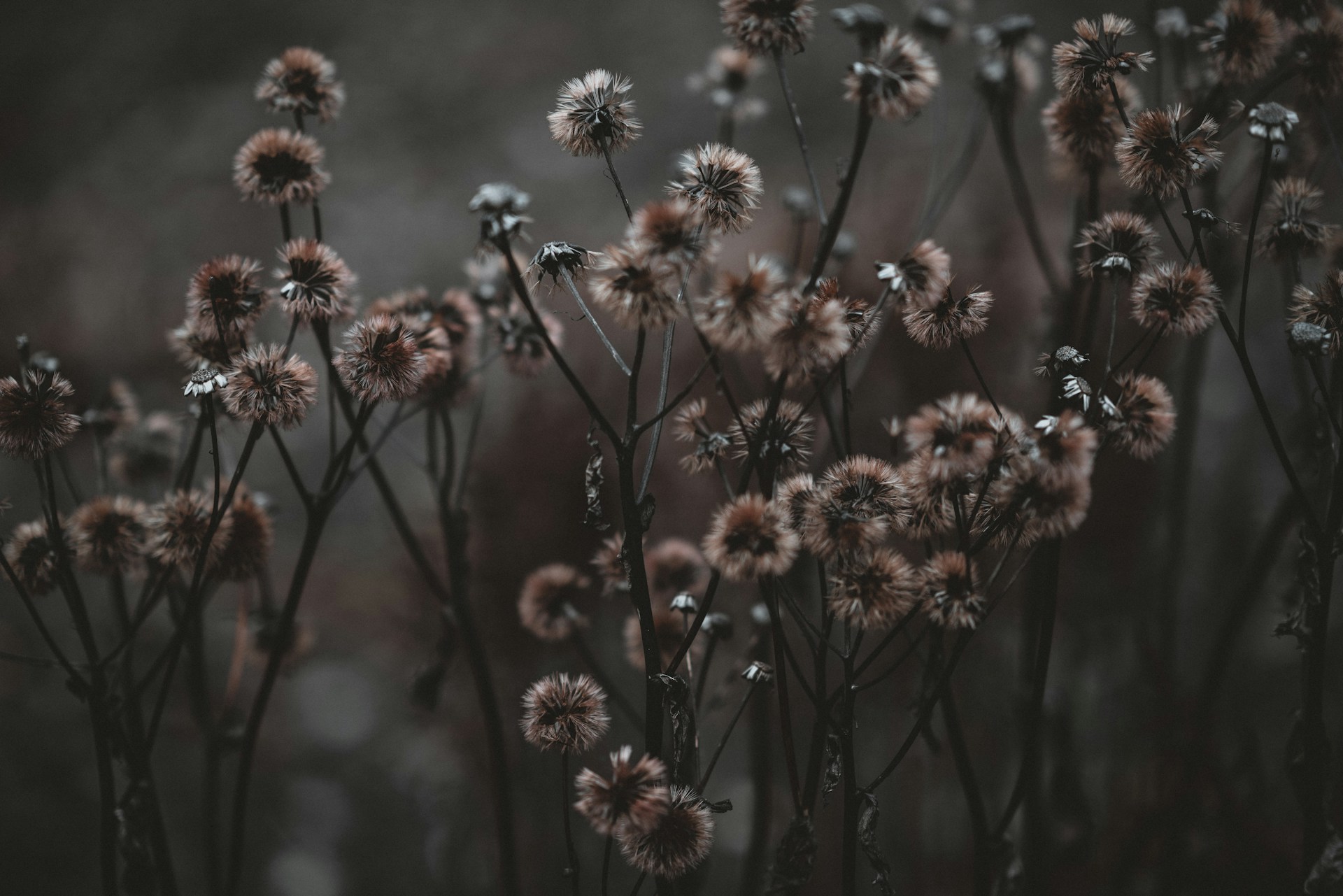 Cluster of withered, brown wildflowers against a dark, muted background, evoking decay and the loss of seasonal beauty.
