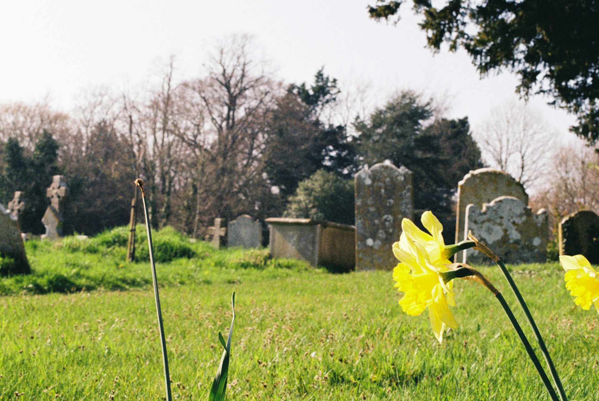 Close-up of bright yellow daffodils in a sunlit cemetery, with old weathered gravestones in the background.