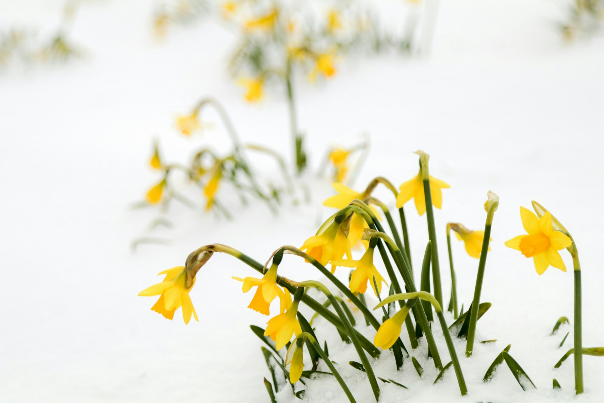Bright yellow daffodils blooming through untouched white snow, bending slightly under the cold—evoking beauty growing in unnatural conditions.