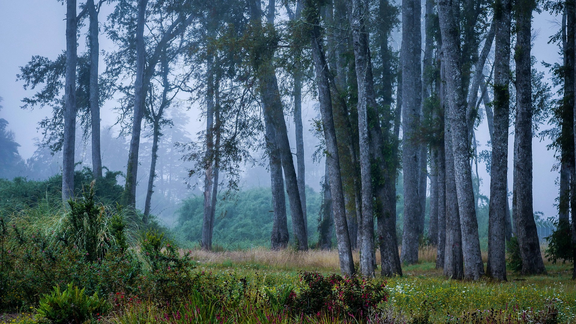 Misty forest with tall trees and wildflowers, evoking a peaceful and sacred natural landscape.